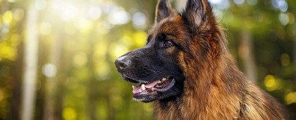  Welkom op de site van VDH Afdeling Limburg